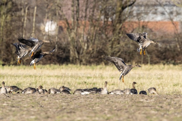 Bean Geese (Anser fabalis), Emsland, Lower Saxony, Germany, Europe