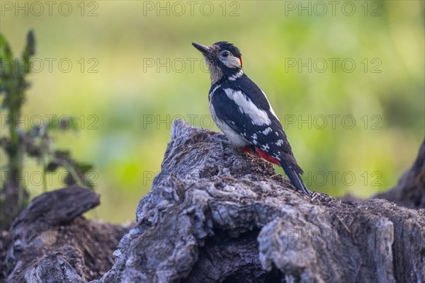 Great spotted woodpecker (Dendrocopos major), female, Castile-Leon province, Spain, Europe