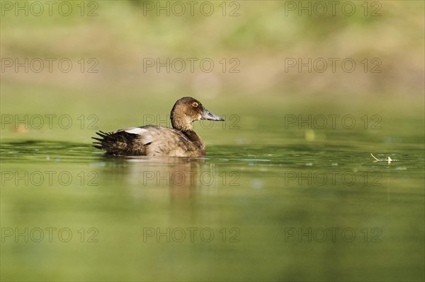 Common pochard (Aythya ferina) swimming on a lake, Bavaria, Germany, Europe