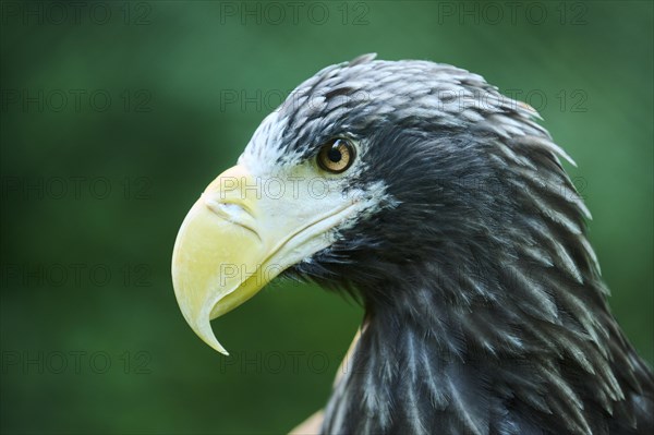 Steller's sea eagle (Haliaeetus pelagicus) portrait, captive, Germany, Europe