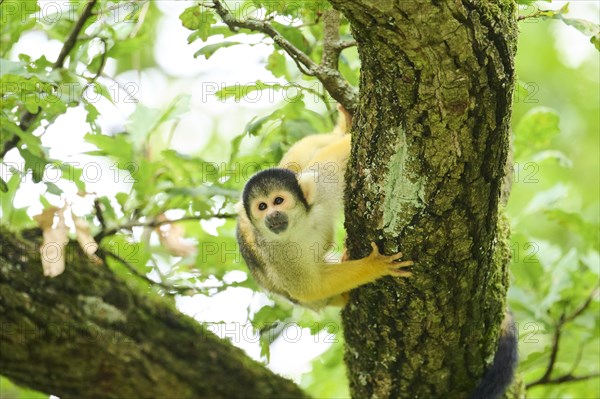 Black-capped squirrel monkey (Saimiri boliviensis) climbing in a tree, Germany, Europe