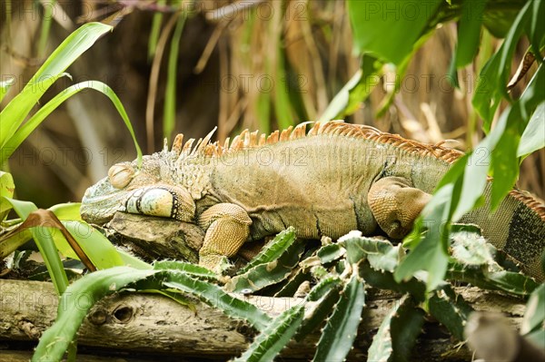 Green iguana (Iguana iguana), portrait, Bavaria, Germany, Europe