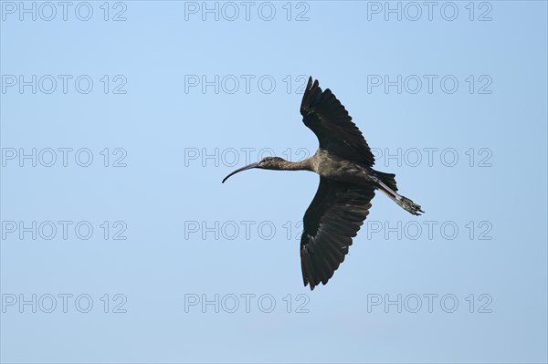 Glossy ibis (Plegadis falcinellus) flying in the sky, Parc Naturel Regional de Camargue, France, Europe