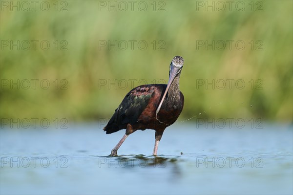 Glossy ibis (Plegadis falcinellus) walking in the water, hunting, Parc Naturel Regional de Camargue, France, Europe