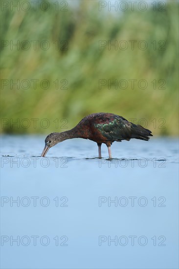 Glossy ibis (Plegadis falcinellus) walking in the water, hunting, Parc Naturel Regional de Camargue, France, Europe