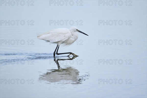 Little egret (Egretta garzetta) walking in the water, hunting, Parc Naturel Regional de Camargue, France, Europe