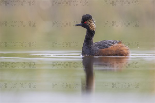 Black-necked Grebe (Podiceps nigricollis), El Taray wetland, Castilla-La Mancha, Spain, Europe