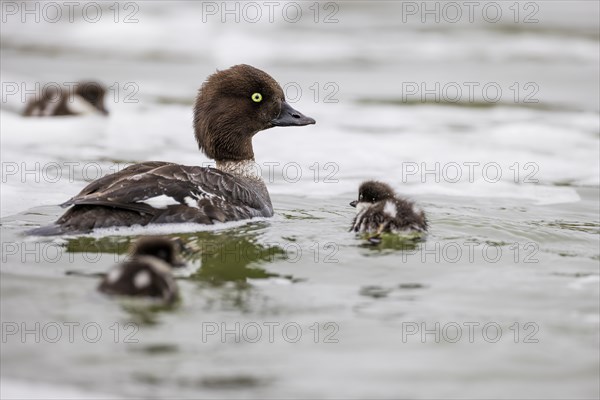 Barrow's goldeneye (Bucephala islandica), female with chicks, young birds, Laxa River, Lake Myvatn, Iceland, Europe