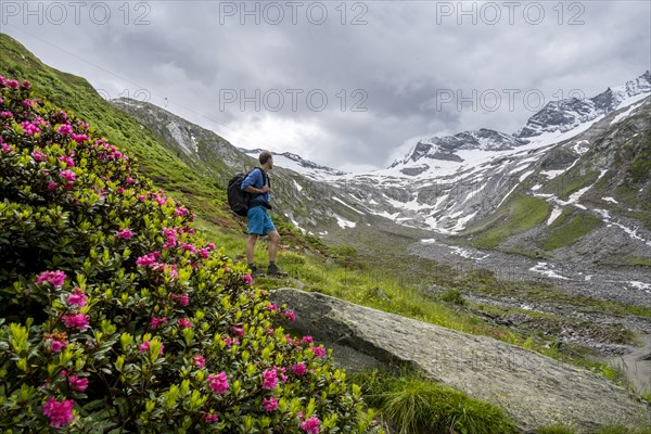 Mountaineers on a hiking trail between blooming alpine roses, view of the Schlegeisgrund valley, glaciated mountain peaks Hoher Weiszint and Dosso Largo with Schlegeiskees glacier, Berliner Hoehenweg, Zillertal, Tyrol, Austria, Europe