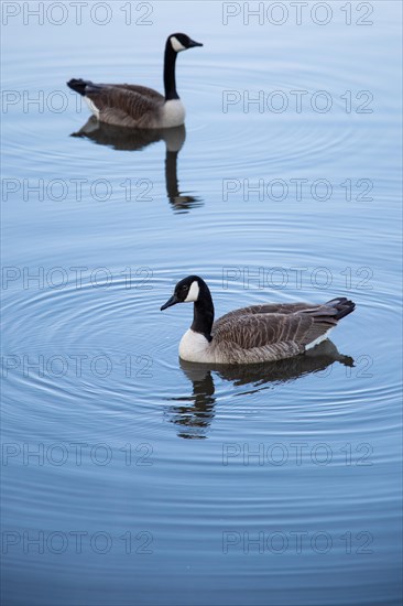 A pair of Canada geese on a smooth water surface, Lake Kemnader, Ruhr area, North Rhine-Westphalia, Germany, Europe