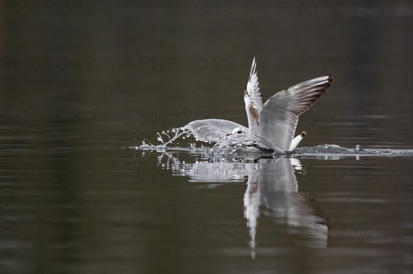 A black-headed gull making a belly landing, Lake Kemnader, Ruhr area, North Rhine-Westphalia, Germany, Europe