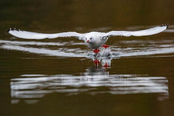 A black-headed gull in flight, Lake Kemnader, Ruhr area, North Rhine-Westphalia, Germany, Europe