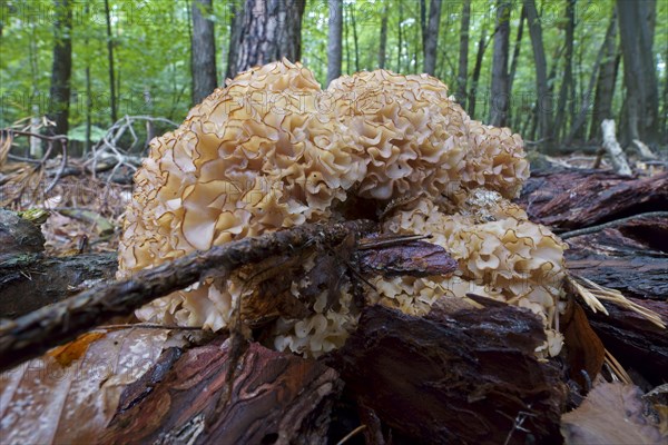 Wood cauliflower fungus (Wood Cauliflower crispa), Hesse, Germany, Europe