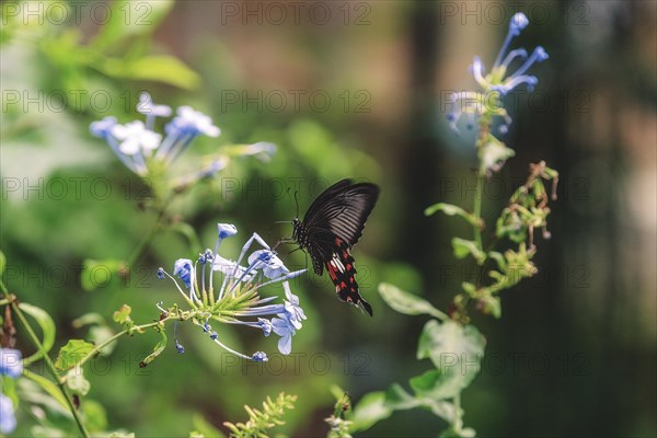 A butterfly with red and black dots on a flower, Krefeld Zoo, Krefeld, North Rhine-Westphalia, Germany, Europe