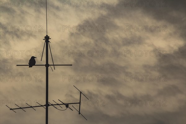 Silhouette of a bird on an antenna in front of a cloudy sky, Wuppertal, North Rhine-Westphalia, Germany, Europe