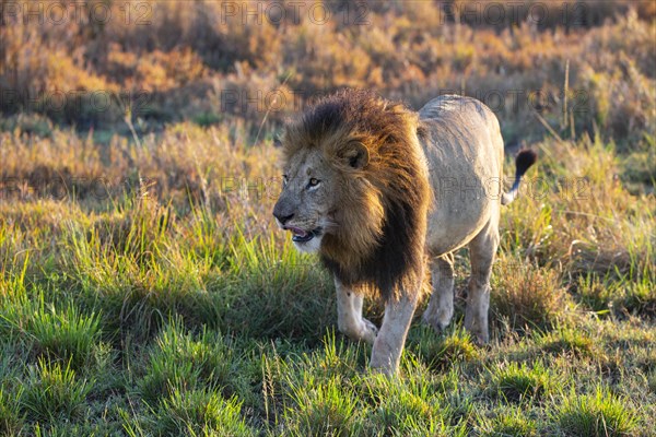 Lion (Panthera leo) Masai Mara Kenya