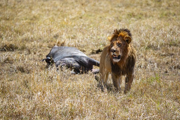 Lion (Panthera leo) Masai Mara Kenya