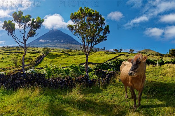 Cow (Bos taurus) on a lush pasture in front of the volcanic cone Pico and under a blue sky, Madalena, Pico, Azores, Portugal, Europe