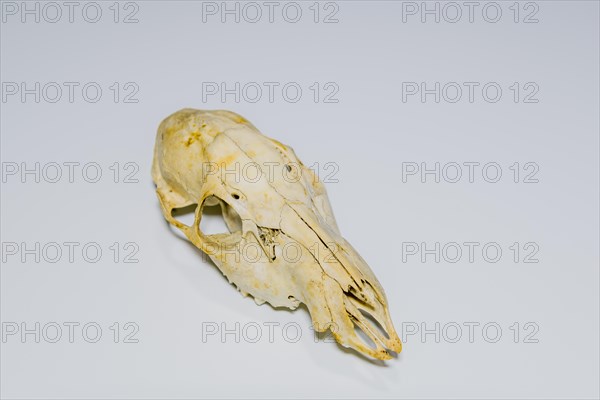 Skull of dead deer cleaned and isolated on white background