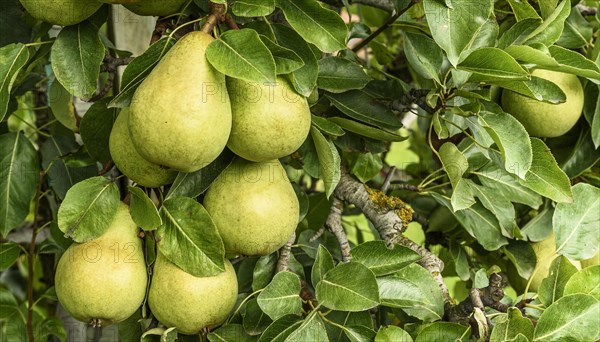 Ripe pears (Pyrus communis) of the Conference variety hanging on a tree, Canton Thurgau, Switzerland, Europe