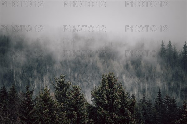 A serene foggy forest with mist swirling among the trees