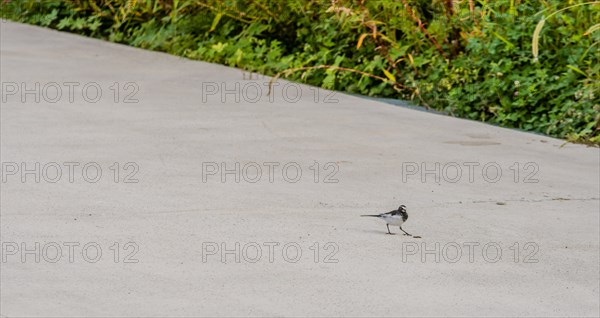 Japanese Wagtail, common in Japan, Korea, Taiwan, Eastern China, and eastern Russia, approaching a caterpillar on sidewalk next to grassy area in public park, Asia