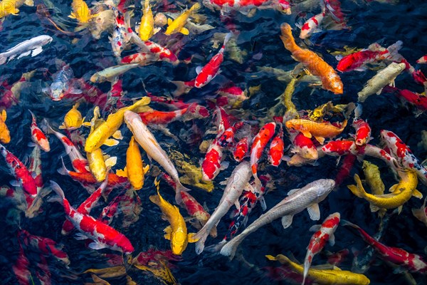 School of Koi swimming together at surface of pond