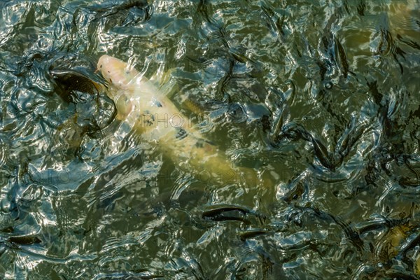 Closeup of large white koi swimming just under surface of water