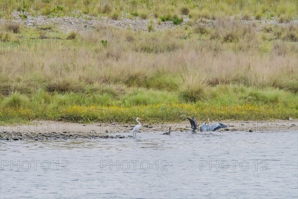 Little egret standing in shallow water with adult cormorants with wings extended nearby