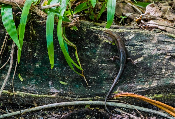 Closeup of a small lizard on the side of a fallen tree in the forest