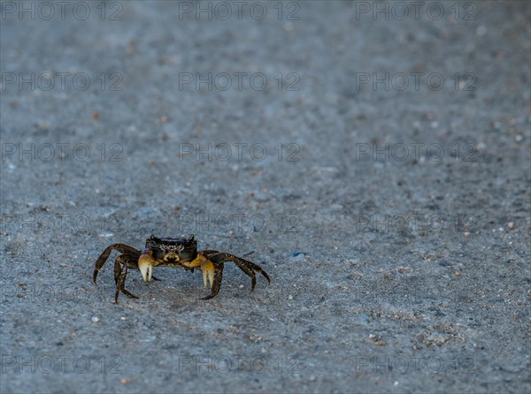 Closeup of crab walking on a paved road as it watches the camera