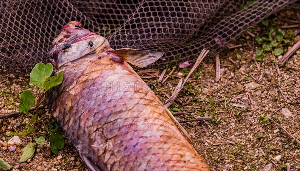 Flies feasting on the carcass of dead fish laying on the ground next to a black fishing net