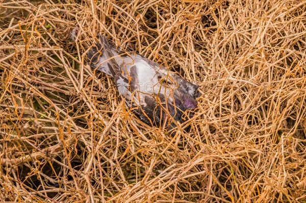 Carcass of a dead fish laying in brown grass