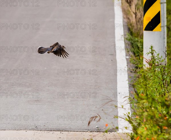 Lone turtle dove in flight above paved roadway next to grassy