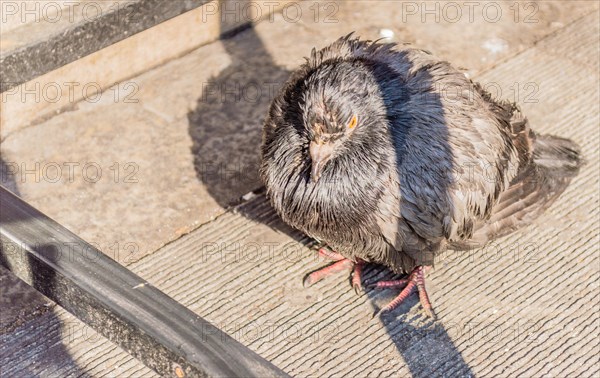 Single pigeon standing under a table with the bottom crossbar visible and the sun casting a shadow of the table leg across the pigeon