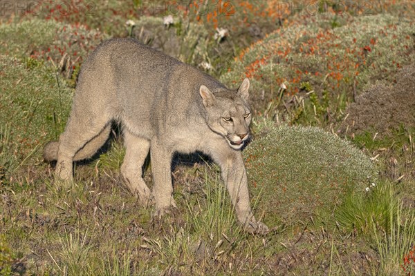 Cougar (Cougar concolor), silver lion, mountain lion, cougar, panther, small cat, Torres del Paine National Park, Patagonia, end of the world, Chile, South America