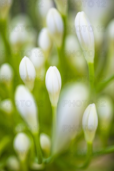 White-flowering ornamental lily (Agapanthus), Capoliveri, Elba, Tuscan Archipelago, Tuscany, Italy, Europe
