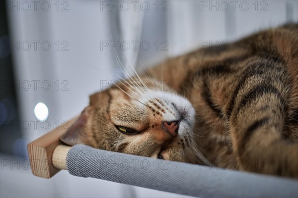 Image of a purebred Bengal cat lying on a hammock attached to a heater. Pet care concept. Mixed media