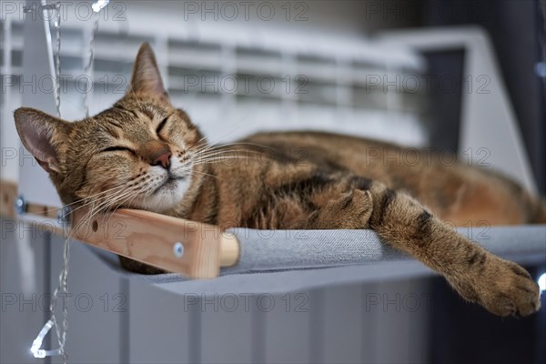 Image of a purebred Bengal cat lying on a hammock attached to a heater. Pet care concept. Mixed media