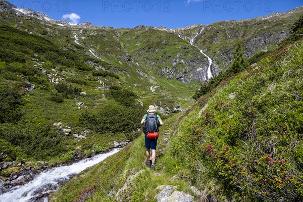 Mountaineer on hiking trail with alpine roses and mountain stream Kesselbach, Berliner Hoehenweg, Zillertal Alps, Tyrol, Austria, Europe