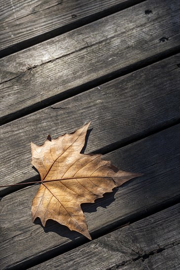 Autumn leaf seen from above on a rustic wooden slats background