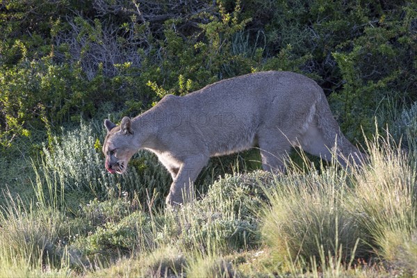 Cougar (Cougar concolor), silver lion, mountain lion, cougar, panther, small cat, Torres del Paine National Park, Patagonia, end of the world, Chile, South America