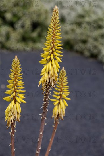 Aloe veras (Aloe vera), Lanzarote, Canary Islands, Canary Island, Spain, Europe