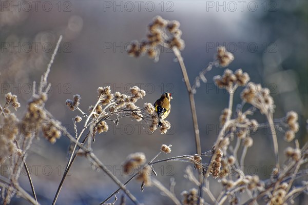 European goldfinch (Carduelis carduelis), goldfinch, in winter, on brown thistle grass with hoar frost, Wismar, Mecklenburg-Western Pomerania, Germany, Europe