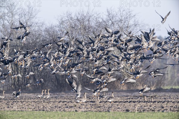 Bean geese (Anser fabalis), flying up, Emsland, Lower Saxony, Germany, Europe