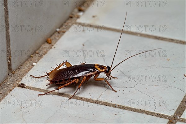 A cockroach (Blattodea) with outstretched antennae on a cracked urban surface, AI generated, AI generated