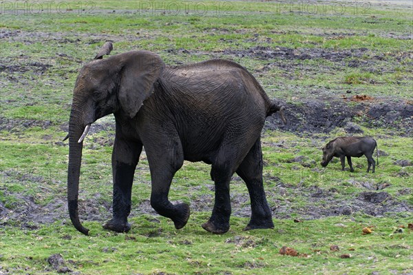 Walking elephant (Loxodonta africana) and warthog, safari, animal observation, steppe in Chobe National Park, Botswana, Africa