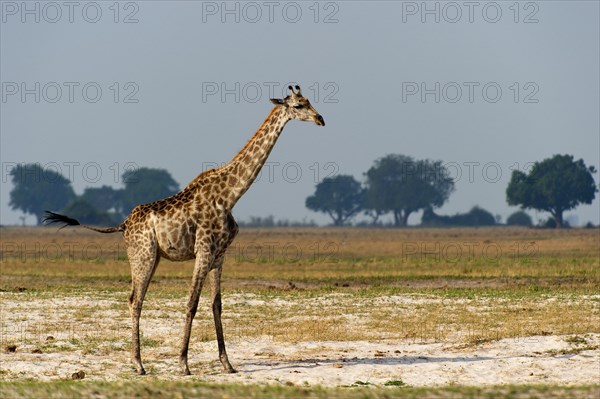 Angolan giraffe (Giraffa angolensis), animal, ungulate, travel, destination, safari, steppe, free-living, wilderness, sideways, whole, wilderness Chobe National Park, Botswana, Africa