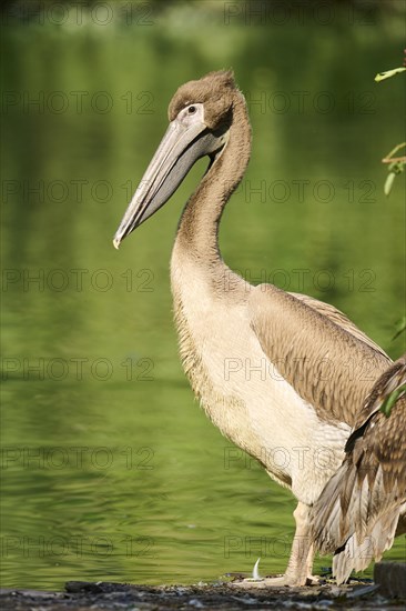 Great white pelican (Pelecanus onocrotalus) youngster, Bavaria, Germany, Europe