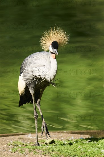 Black crowned crane (Balearica pavonina) standing on the edge of the water, Bavaria, Germany, Europe